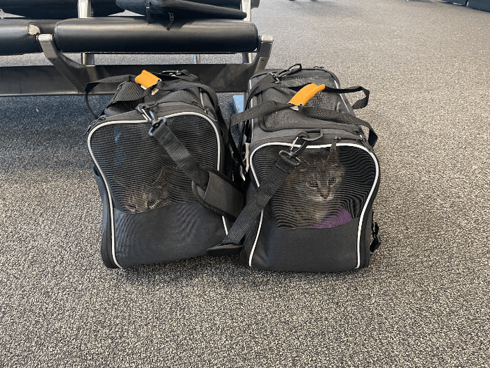 Micky and Milo moved from Vermont to Portland