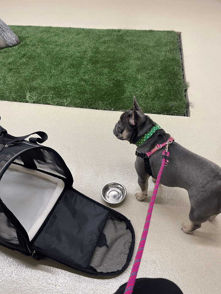 Frenchie moved from Seattle to Orlando