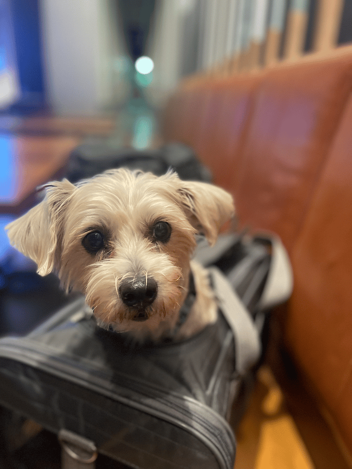 flight nanny from Maui to Chicago