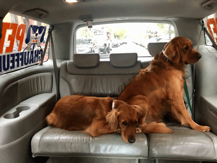 2 Golden Retrievers going home
