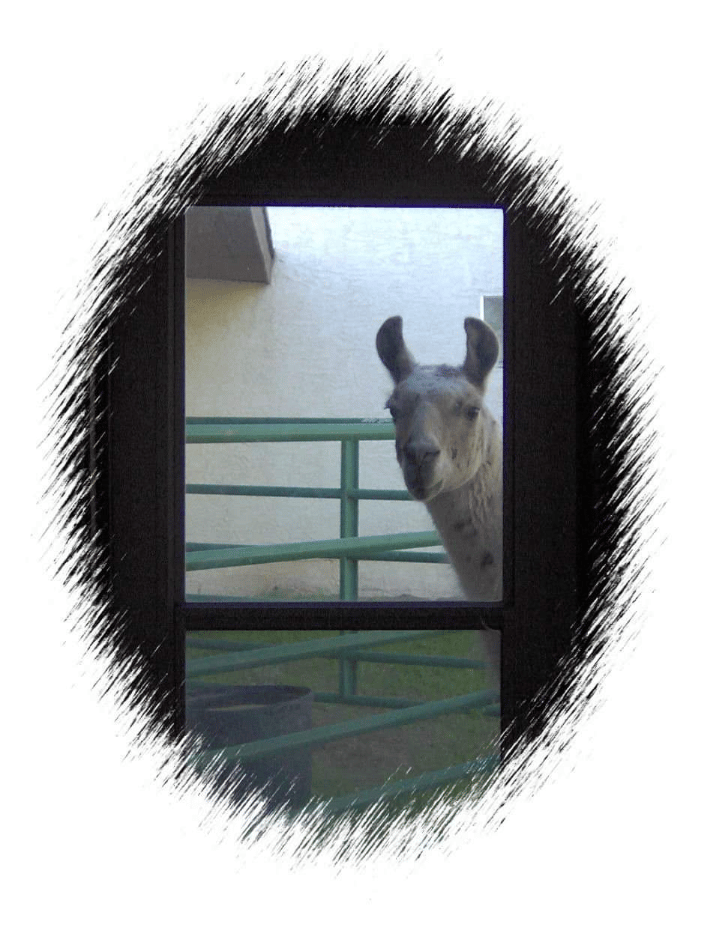 Lacey the Llama 