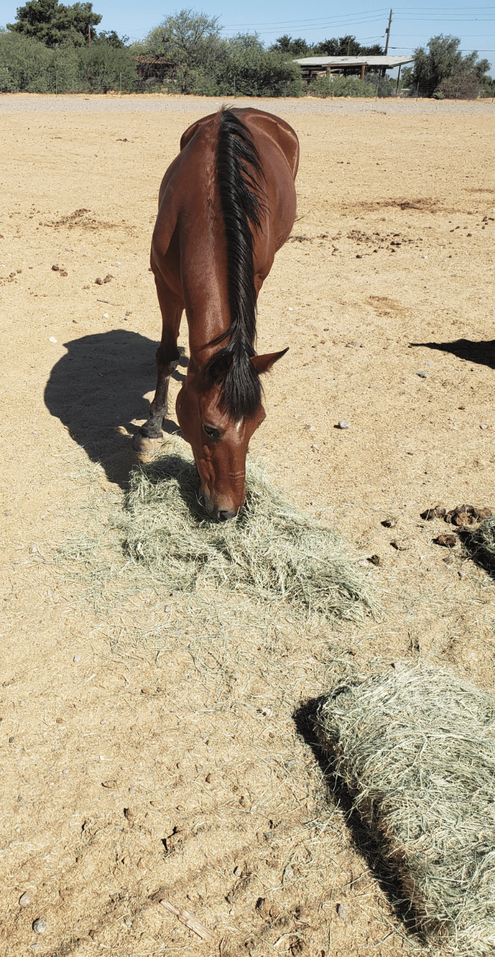 Comanche,  a very traumatized tribal horse that took months for the trust & bond to develop 