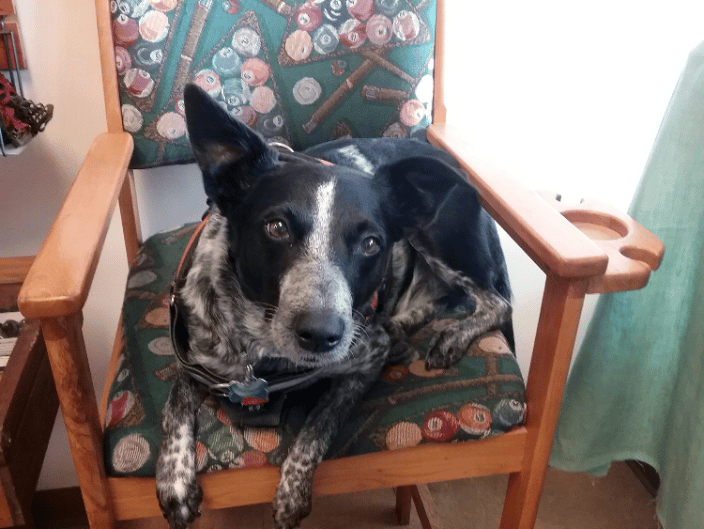 My dog, Onyx