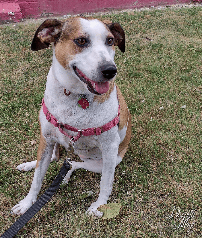 My dog, Millie
