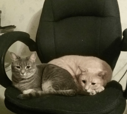 My cats, Asha and Chai