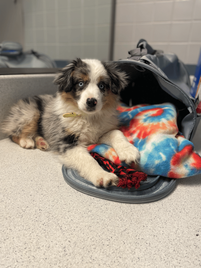 Aussie Puppy Transport