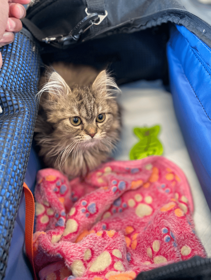 Kitten Transport