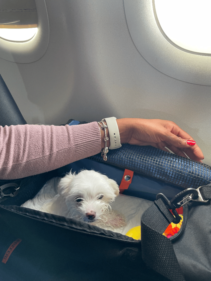 Maltipoo puppy in Transport