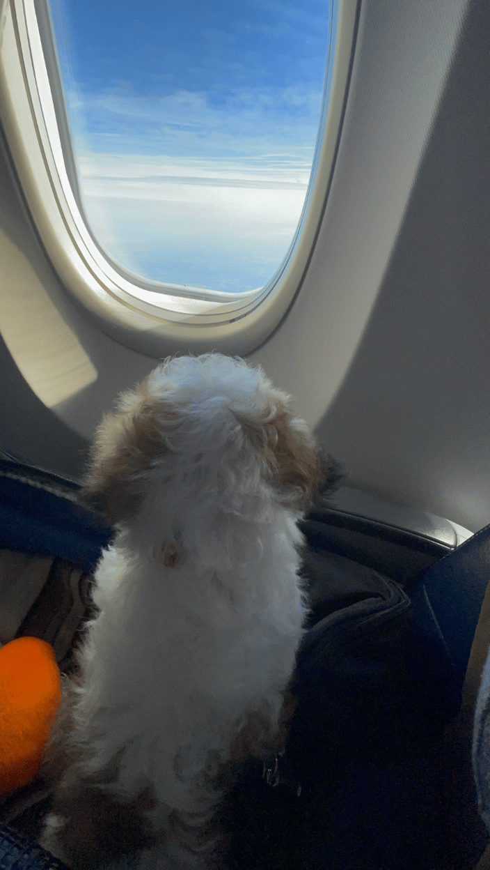 Puppy In-Cabin Transport