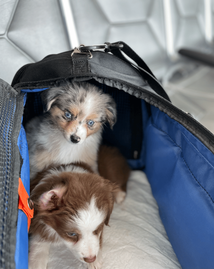 Aussie Puppies Transport