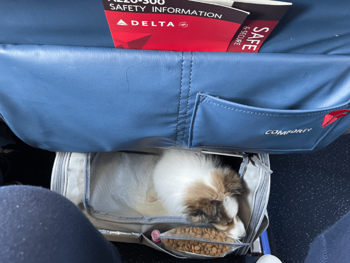 Pup on Plane