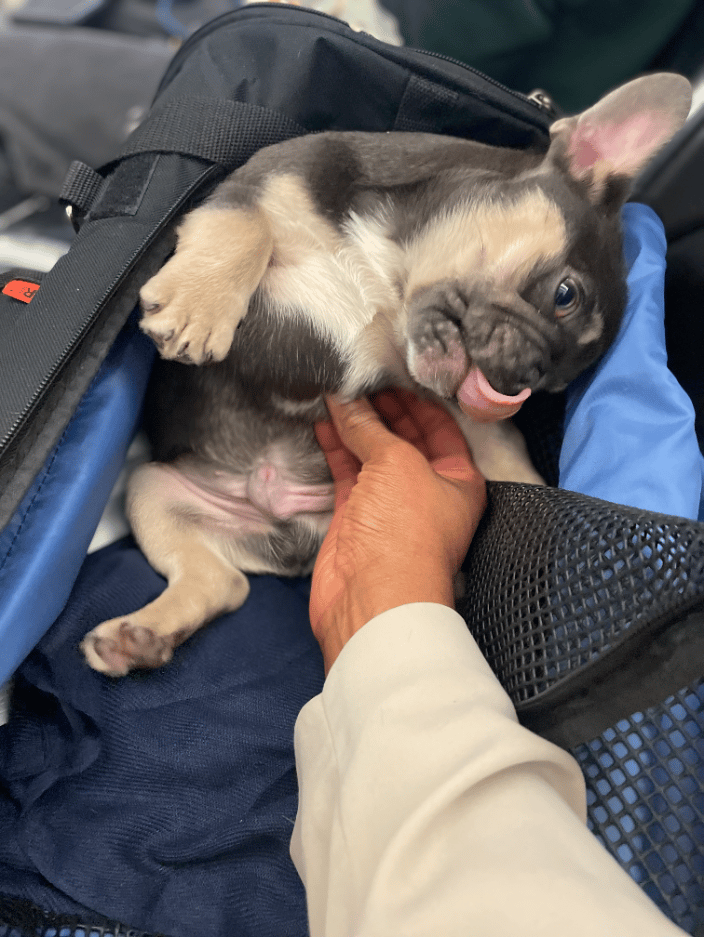 Frenchie Puppy Love