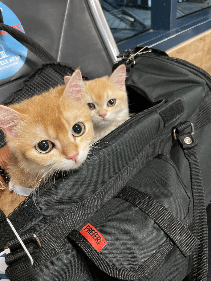 Kittens in Transport