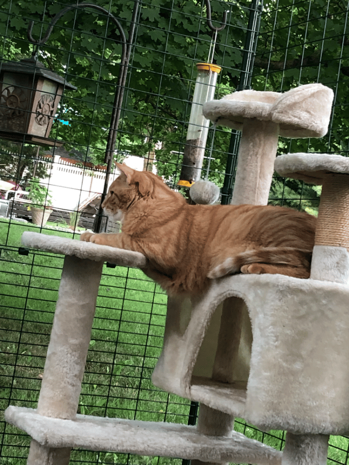 Our big boy Winston enjoying catio time!