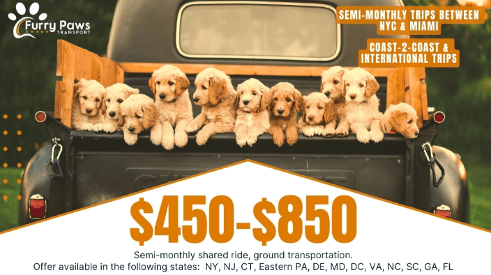 Furry Paws Pet Transportation