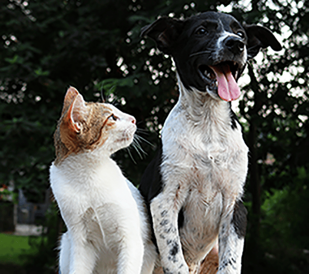 Cat and dog