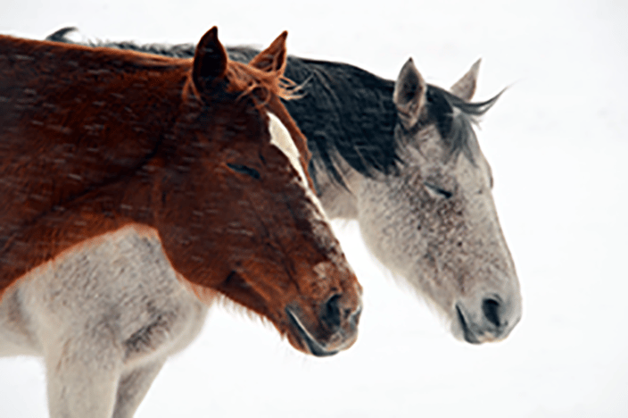 2 Horses