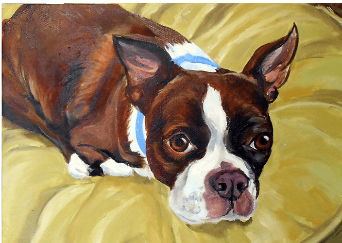Boston Terrier