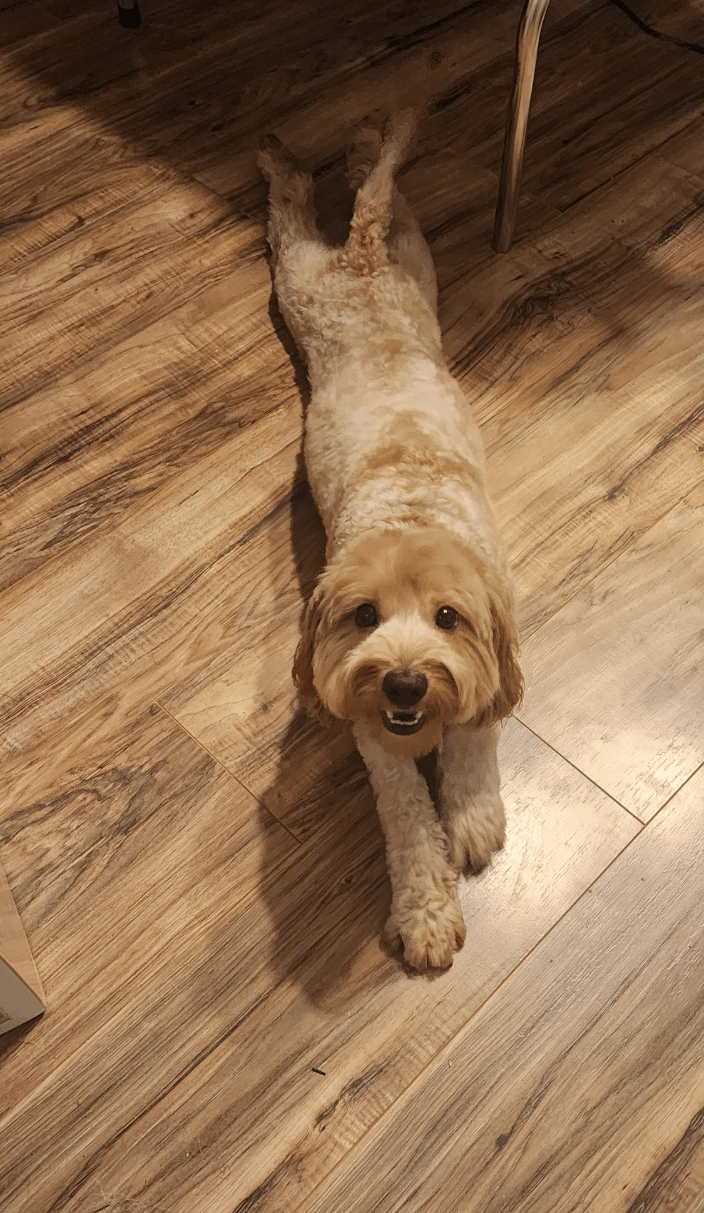 Cavapoo After Haircut
