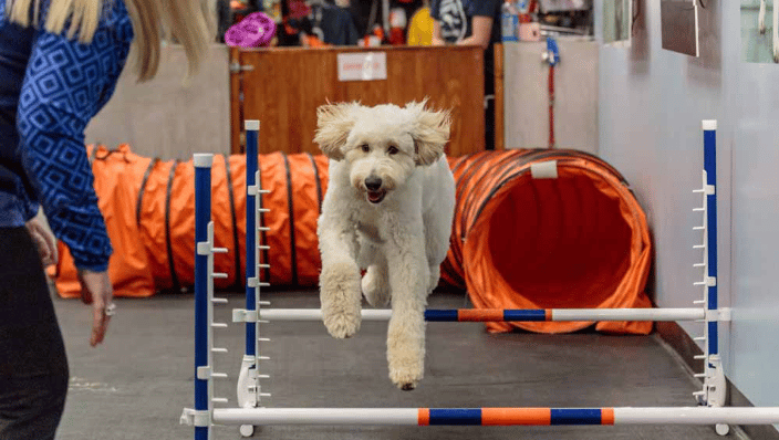 Zoom Room Dog Training Richmond VA