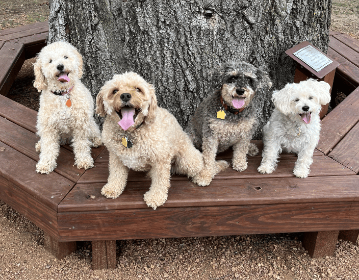 Left dog is daughter plus my three Red, Bell, Pepper