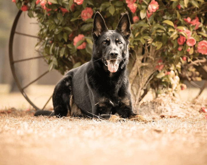 DeNovo Canine Dog Training Service Richmond VA