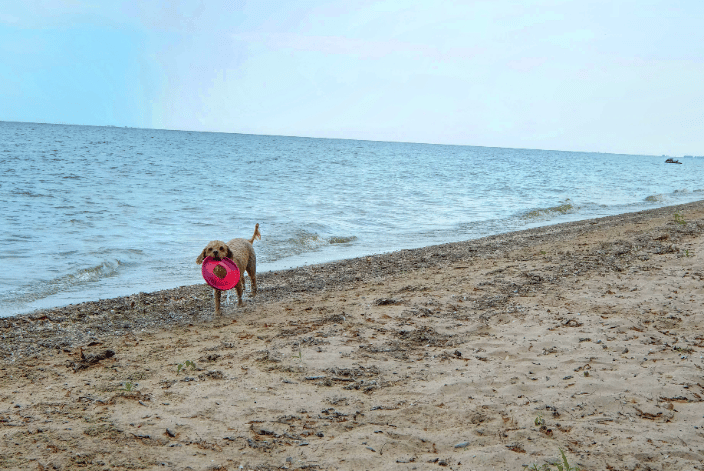 Playing frisbee with Red on beach