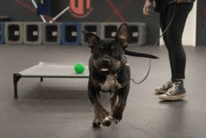 Next Door K9 Solutions Dog Training Richmond