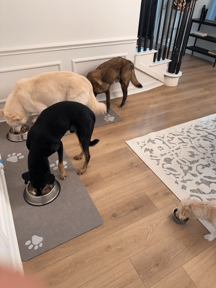 Feeding dogs