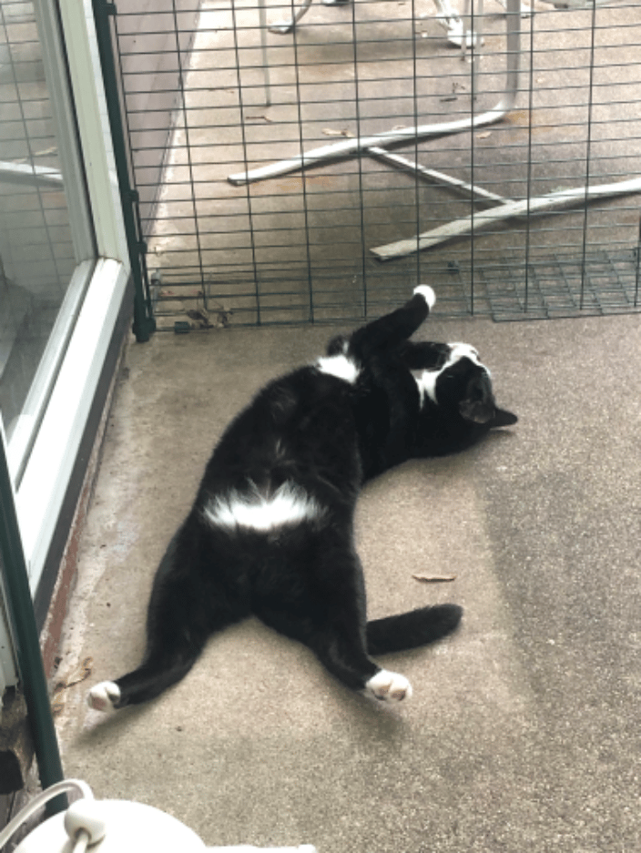 Greta in her catio!