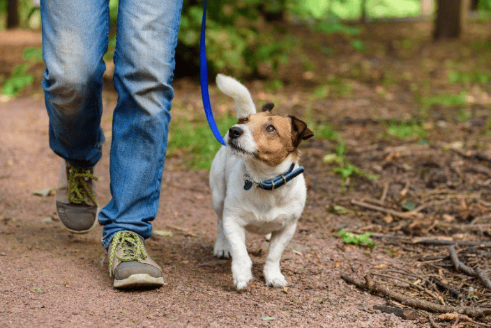 Buffalo Niagara Dog Trainers
