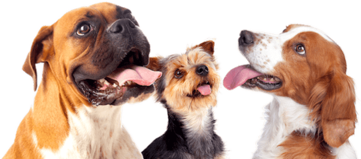 The Dog Wizard - Dog Trainer St. Louis MO