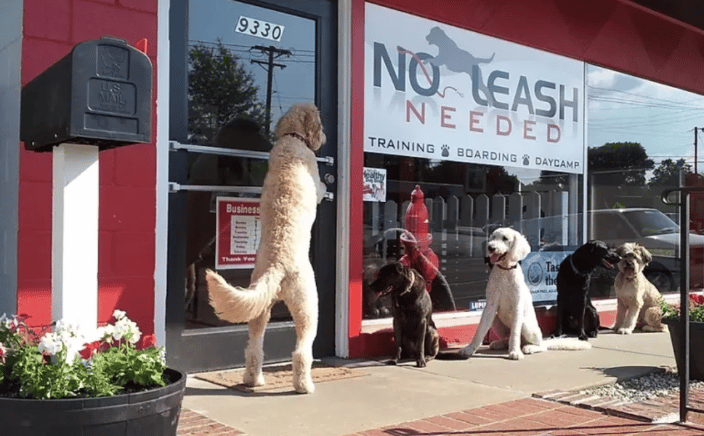 No Leash Needed - Dog Training St. Louis MO