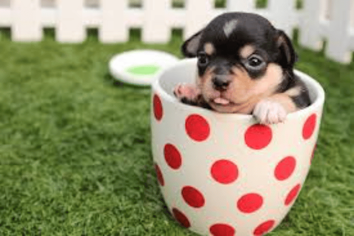 Yappy Pup Learning - Puppy Training Richmond VA