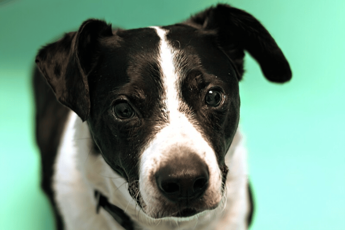 Dog studio pet photography 