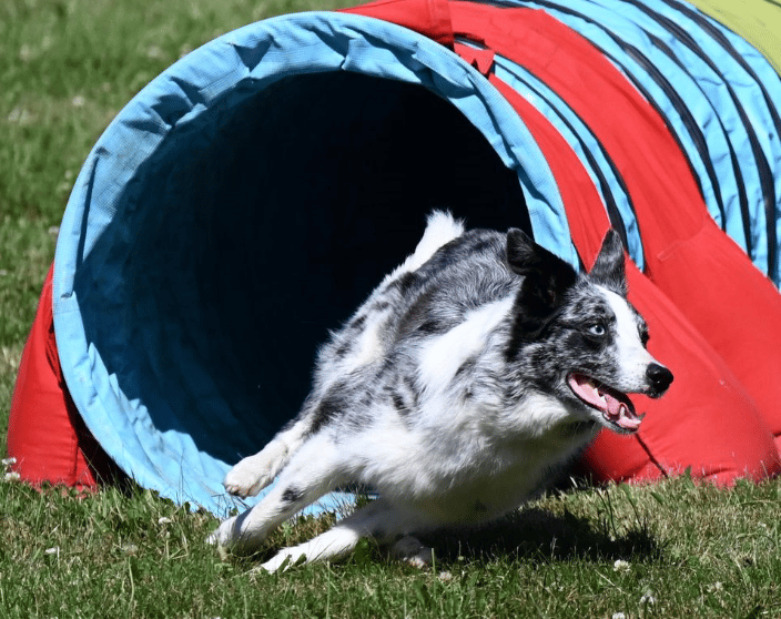 Dog Training Buffalo NY
