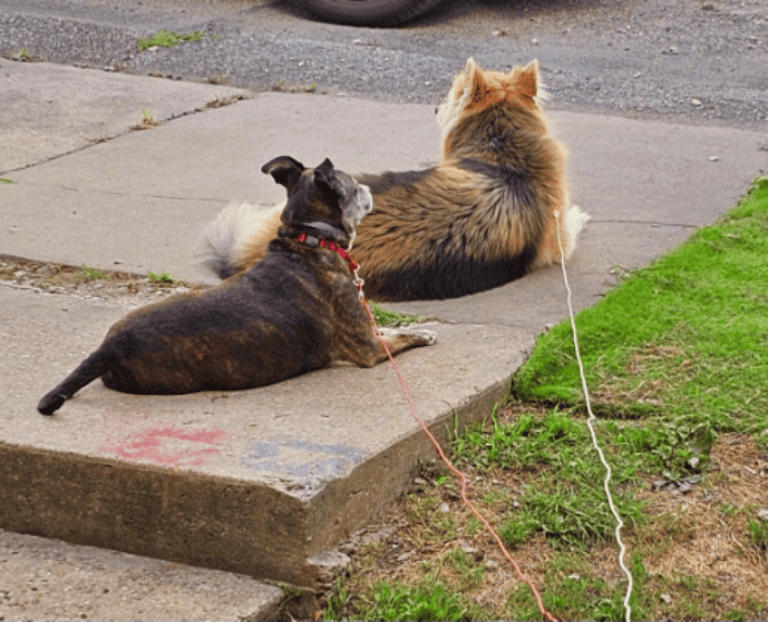 Rebecca Blas In Home Dog Sitting Service