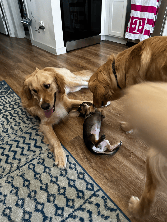 It's always playtime at Dallas Dog Den
