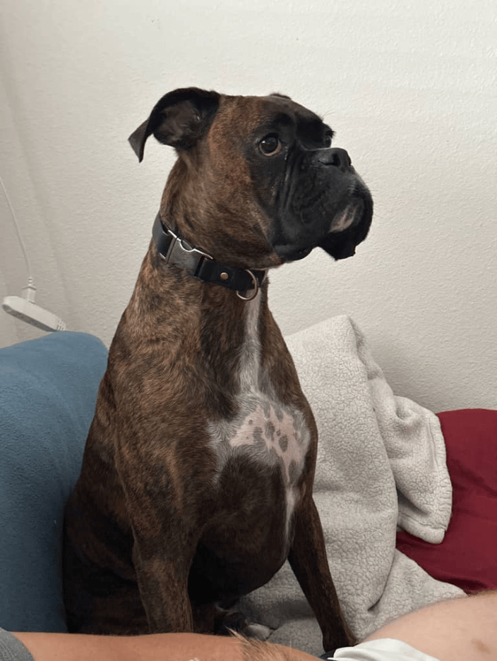 Beau - watching his favorite movie after to relax