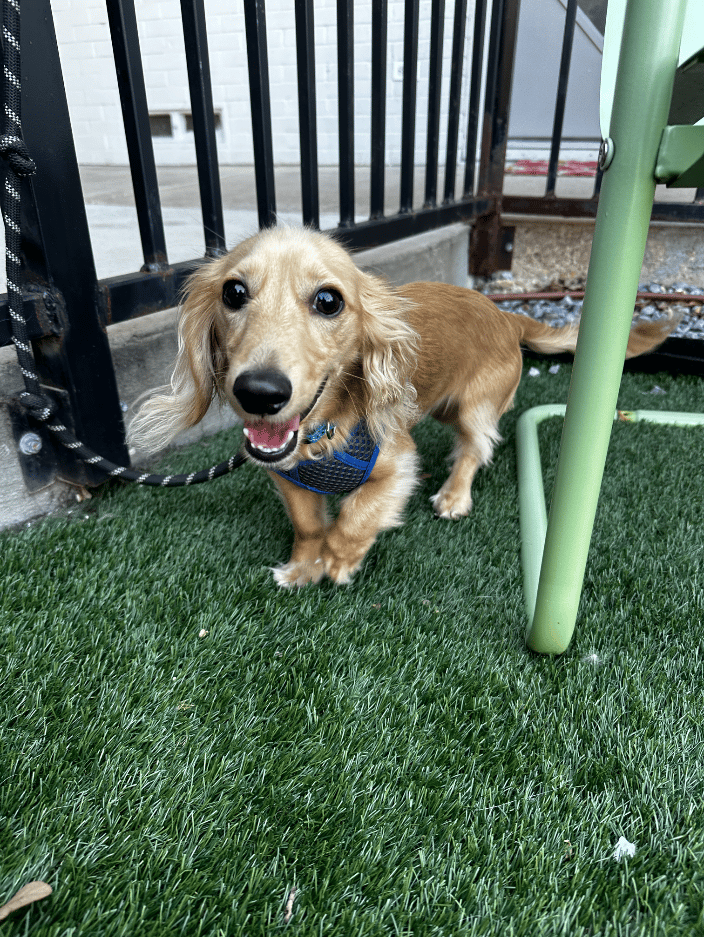 Bentley - Loving life and our time at the dog park