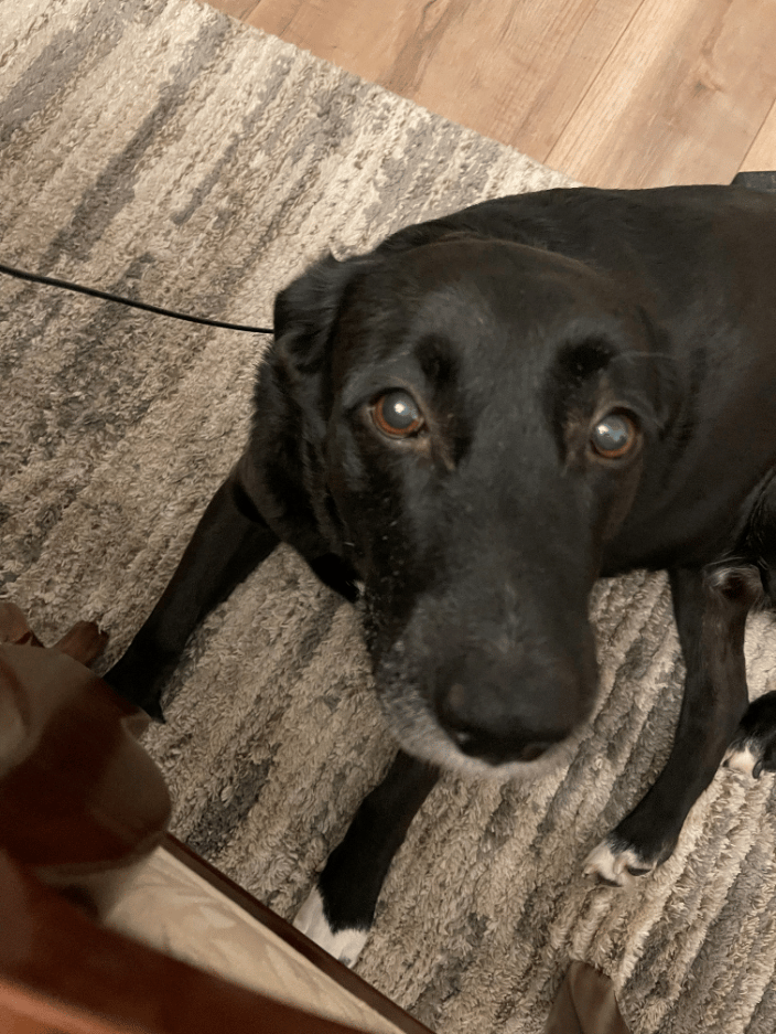 My Dog Wilson!