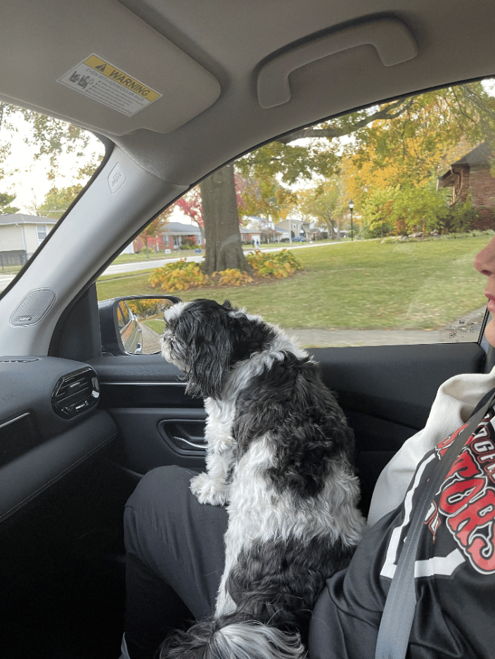 Rides in the car!