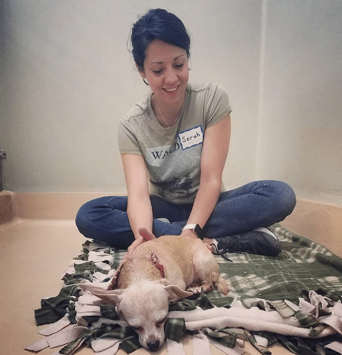 A woman sitting cross legged in a shelter room, massaging a chihuahua who is sleeping on a green and white blanket