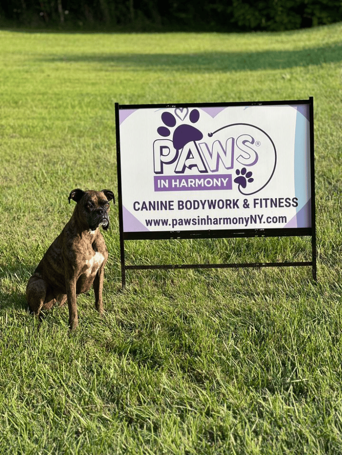 A brindle Boxer sitting next to a yard sign for Paws in Harmony.