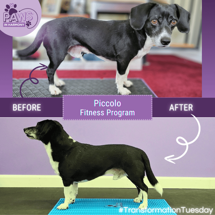 Before and after images of a dog named Piccolo who participated in a canine fitness program designed by Paws in Harmony