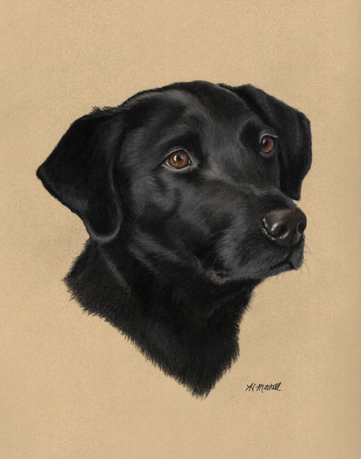 This is a pastel portrait of Max, a black labrador retriever dog, by pet artist Heather Mitchell. The artwork measures 11" x 14" with the black lab on a sand-colored background.