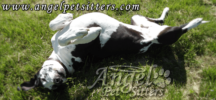 Gulliver the happy-go-lucky dane!