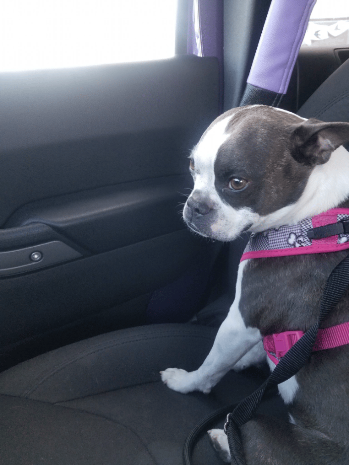 Tilly's ride in the Jeep!