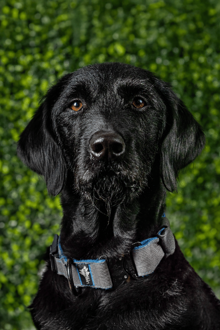 A regal portrait of a black dog in Arlington, VA