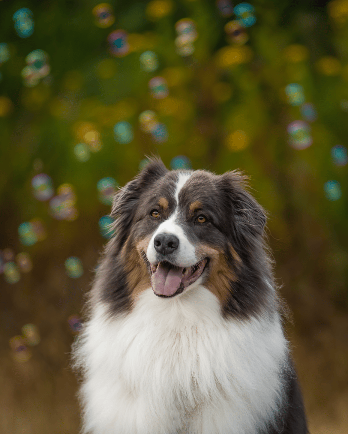Dog during a Bubble Session 